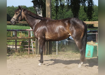 Connemara Mix, Stute, 4 Jahre, 152 cm, Falbe