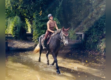 Connemara, Stute, 4 Jahre, 153 cm, Schimmel