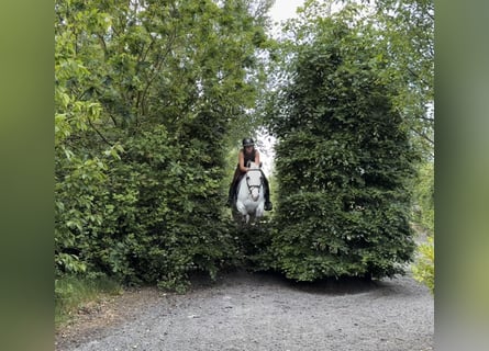 Connemara, Stute, 4 Jahre, 153 cm, White