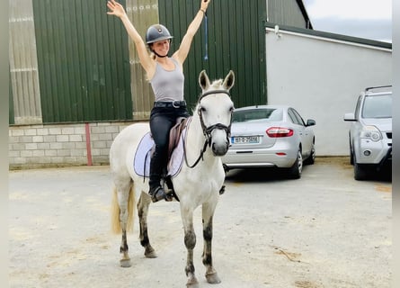 Connemara, Stute, 5 Jahre, 138 cm, Schimmel