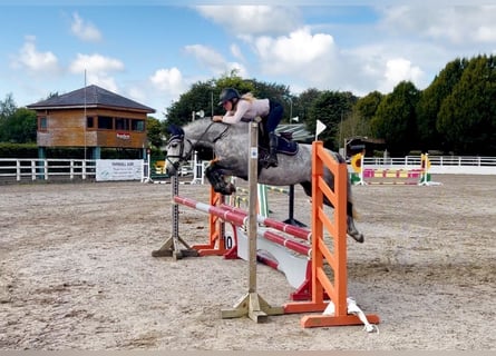Connemara, Stute, 5 Jahre, 142 cm, Apfelschimmel