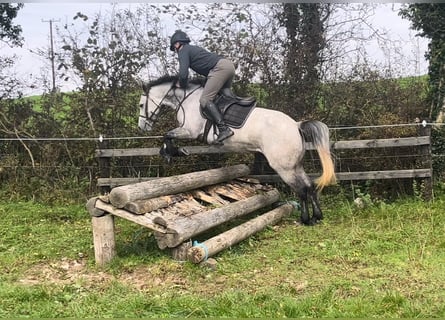 Connemara, Stute, 5 Jahre, 146 cm, Apfelschimmel