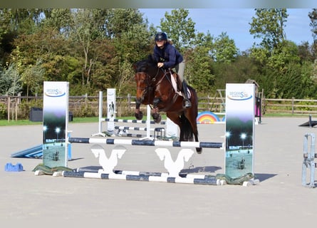 Connemara, Stute, 5 Jahre, 146 cm, Brauner