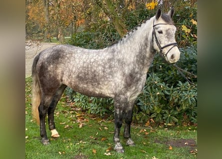 Connemara, Stute, 5 Jahre, 147 cm, Apfelschimmel