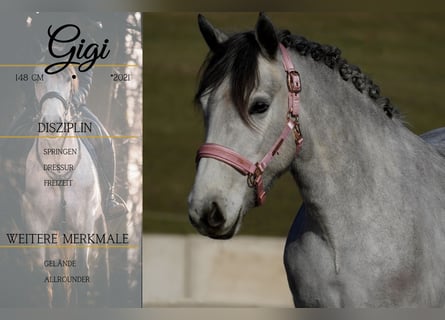 Connemara Mix, Stute, 5 Jahre, 148 cm, Rappschimmel