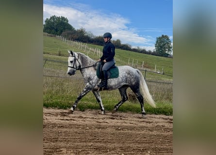 Connemara, Stute, 5 Jahre, 150 cm, Apfelschimmel