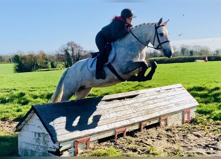 Connemara, Stute, 5 Jahre, 152 cm, Schimmel