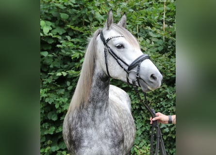 Connemara Mix, Stute, 5 Jahre, 154 cm, Apfelschimmel