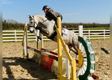 Connemara, Stute, 5 Jahre, 157 cm, Apfelschimmel