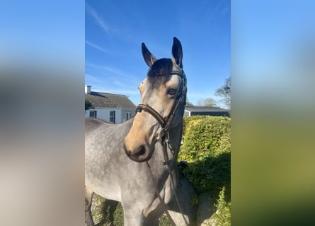 Connemara, Stute, 6 Jahre, 138 cm, Falbe