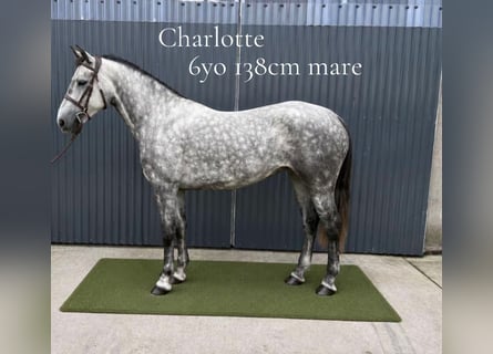Connemara, Stute, 6 Jahre, 138 cm, Schimmel