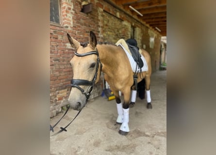 Connemara, Stute, 6 Jahre, 144 cm, Falbe