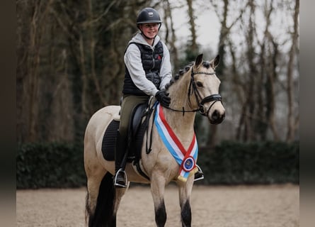 Connemara, Stute, 6 Jahre, 146 cm, Buckskin