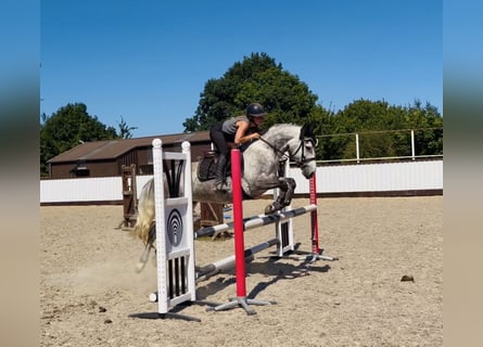 Connemara, Stute, 6 Jahre, 147 cm, Apfelschimmel