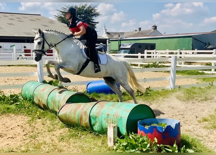 Connemara, Stute, 6 Jahre, 155 cm, Schimmel