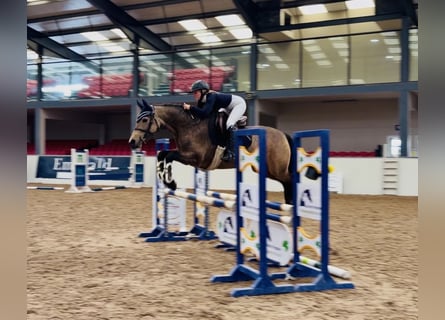 Connemara, Stute, 6 Jahre, 157 cm, Falbe