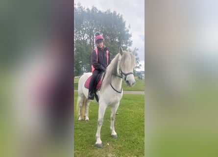 Connemara, Stute, 7 Jahre, 142 cm, Schimmel