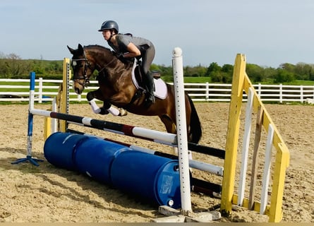 Connemara, Stute, 7 Jahre, 146 cm, Brauner