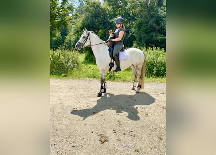 Connemara, Stute, 7 Jahre, 146 cm, Rappschimmel