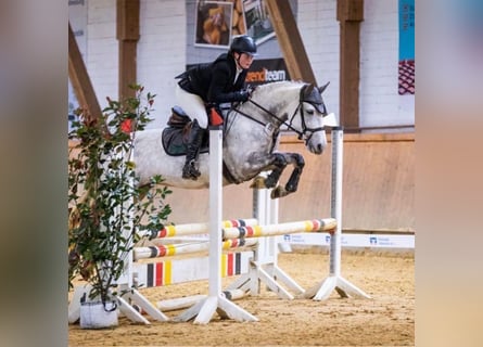 Connemara, Stute, 7 Jahre, 146 cm, Schimmel