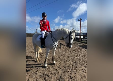 Connemara, Stute, 8 Jahre, 148 cm, Schimmel