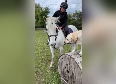 Connemara, Stute, 8 Jahre, 152 cm, Schimmel