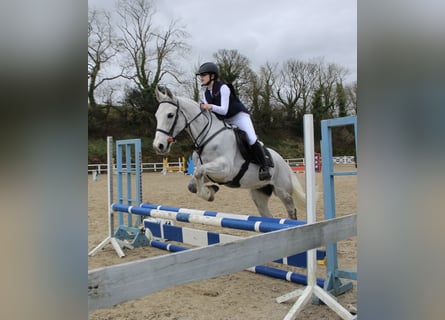 Connemara Mix, Stute, 9 Jahre, 148 cm, Apfelschimmel