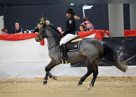 Connemara, Wallach, 10 Jahre, 146 cm, Roan-Bay