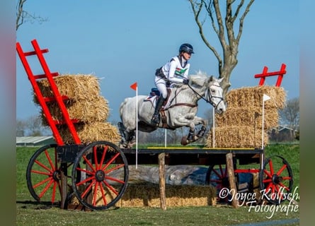 Connemara, Wallach, 11 Jahre, 148 cm, Schimmel