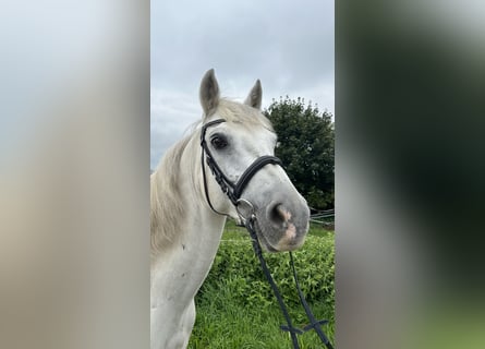 Connemara, Wallach, 13 Jahre, 145 cm, Schimmel