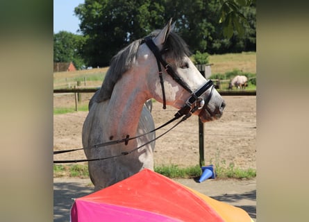 Connemara, Wallach, 13 Jahre, 146 cm, Blauschimmel