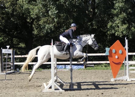Connemara, Wallach, 13 Jahre, 156 cm, Schimmel