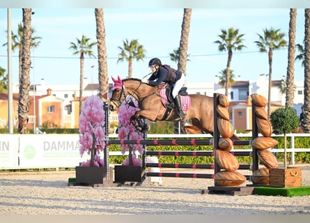 Connemara, Wallach, 13 Jahre, 156 cm