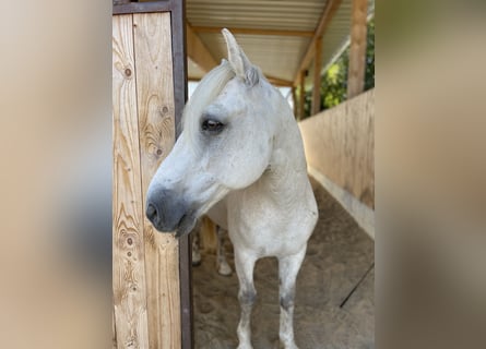 Connemara, Wallach, 14 Jahre, 145 cm, Schimmel