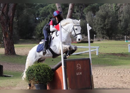 Connemara, Wallach, 14 Jahre, 148 cm, Schimmel