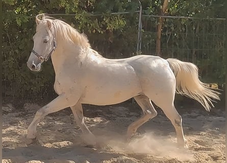 Connemara, Wallach, 15 Jahre, 155 cm, Fliegenschimmel