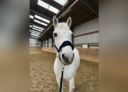 Connemara, Wallach, 17 Jahre, Schimmel