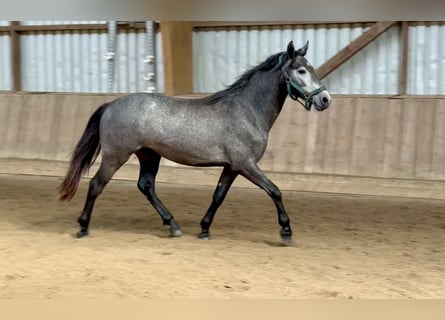 Connemara, Wallach, 2 Jahre, 140 cm, Apfelschimmel