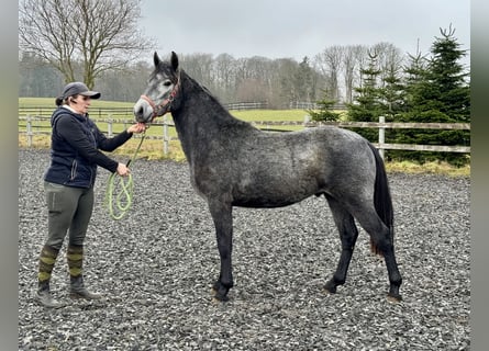 Connemara, Wallach, 2 Jahre, 140 cm, Apfelschimmel