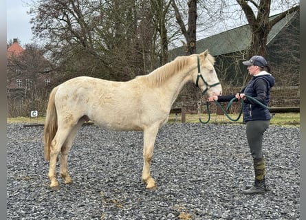 Connemara, Wallach, 2 Jahre, 145 cm, Perlino