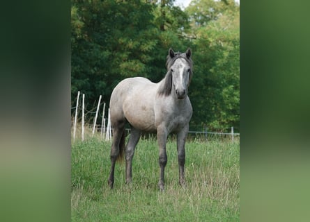 Connemara, Wallach, 2 Jahre, Schimmel