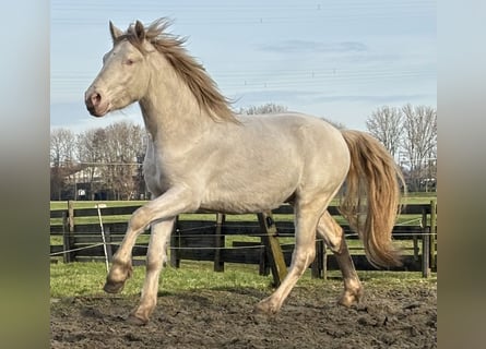 Connemara, Wallach, 3 Jahre, 147 cm, Cremello