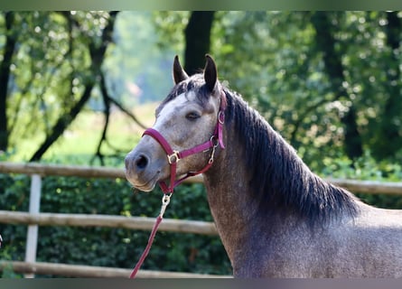 Connemara, Wallach, 3 Jahre, 148 cm, Schimmel