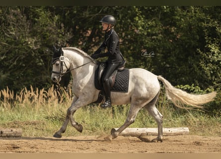 Connemara, Wallach, 3 Jahre, 150 cm, Apfelschimmel