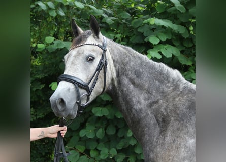 Connemara, Wallach, 3 Jahre, 155 cm, Rappschimmel