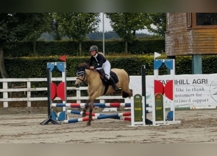 Connemara, Wallach, 4 Jahre, 138 cm, Falbe
