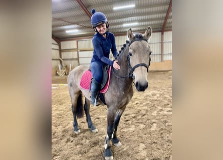 Connemara, Wallach, 4 Jahre, 138 cm, Falbe