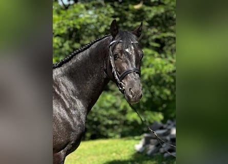 Connemara, Wallach, 4 Jahre, 142 cm, Roan-Blue