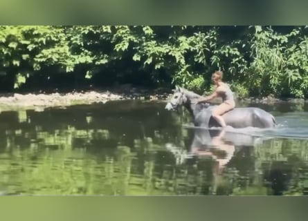 Connemara, Wallach, 4 Jahre, 145 cm, Schimmel