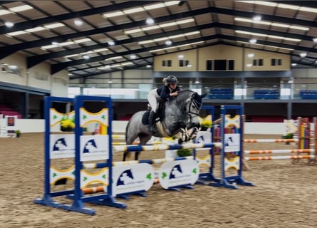 Connemara, Wallach, 4 Jahre, 146 cm, Apfelschimmel